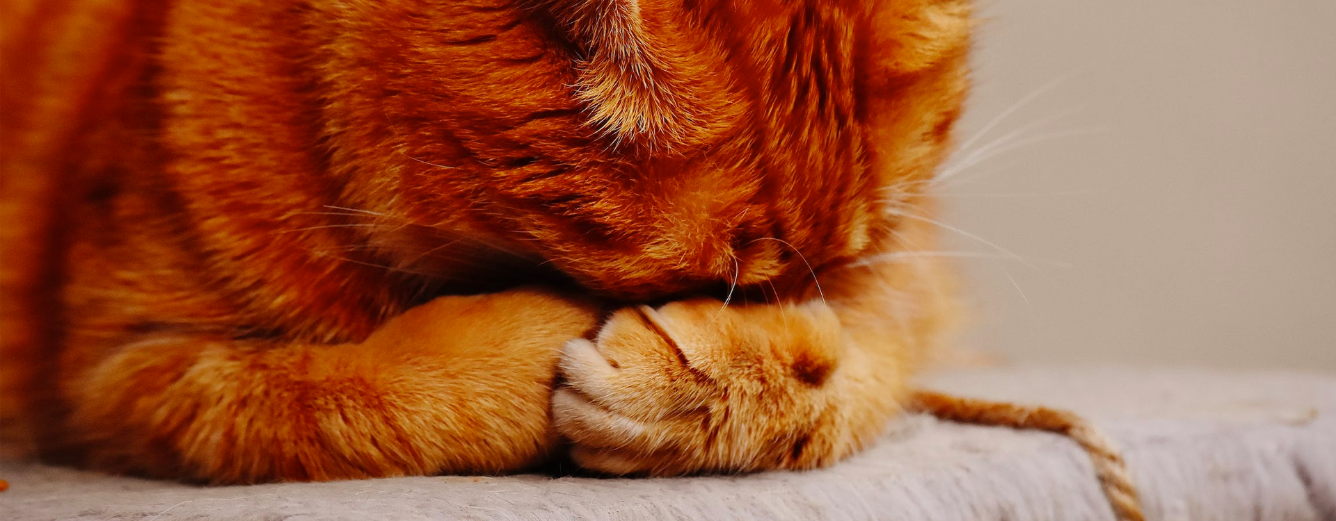 How does anxiety and cortisol affect their health? What can happen to a stressed cat?