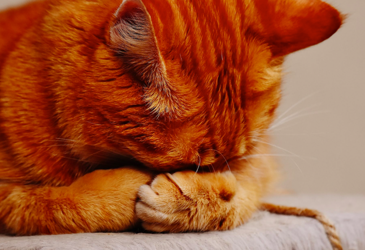 ¿Cómo influye la ansiedad y el cortisol en su salud? ¿Qué puede pasarle a un gato con estrés?