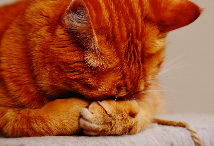 How does anxiety and cortisol affect their health? What can happen to a stressed cat?