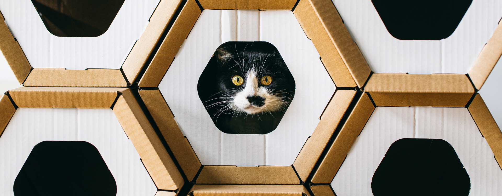 Cajas de cartón para gatos. ¿Hay estudios que las recomienden?