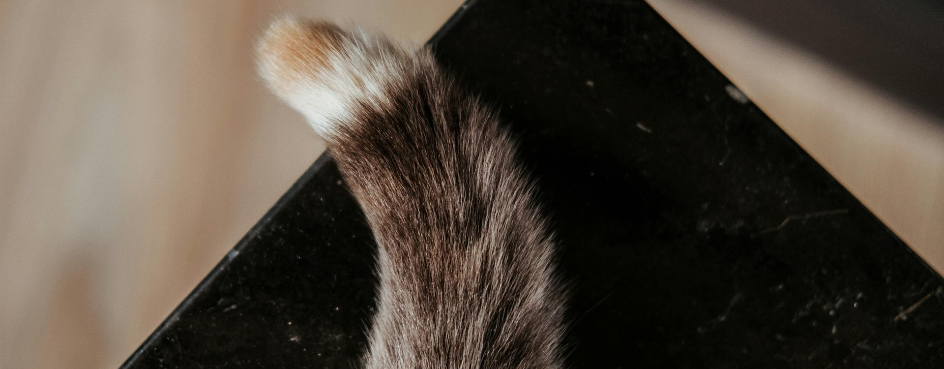 My cat's tail bristles when he plays.