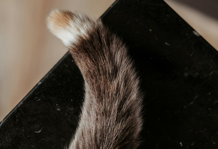 My cat's tail bristles when he plays.