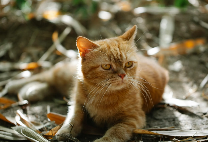 Consejos para proteger a los gatos del calor.