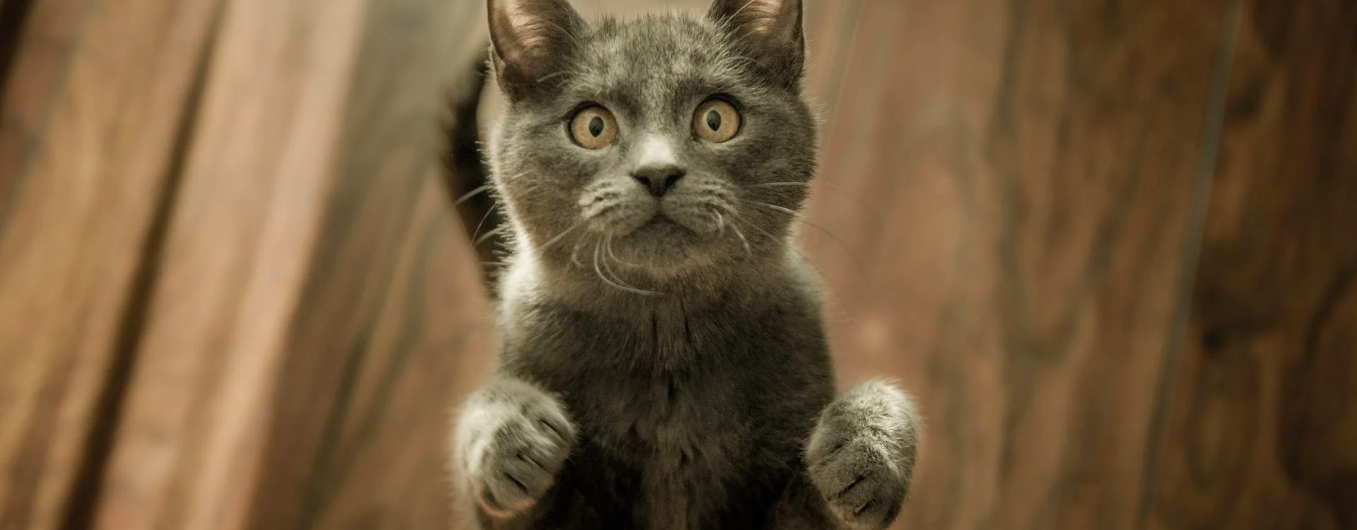 Ejercicio físico en gatos. ¿Por qué es importante? Ejercicio físico en gatos. ¿Por qué es importante?