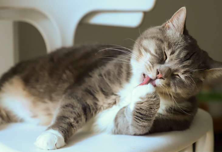 What are pheromones and how do they help my cat's well-being?