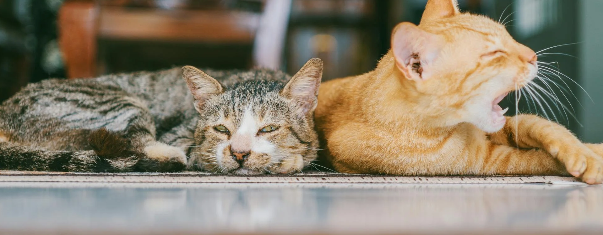 Gatos recién acogidos o encontrados