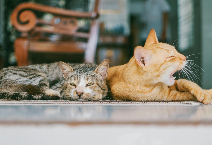 Gatos recién acogidos o encontrados