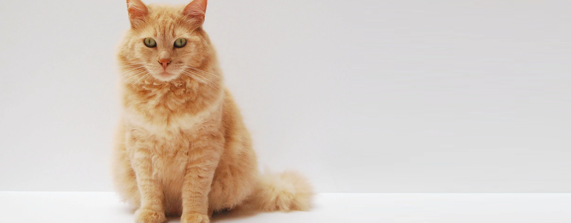 How Coolcatss helps overweight and obese indoor cats.