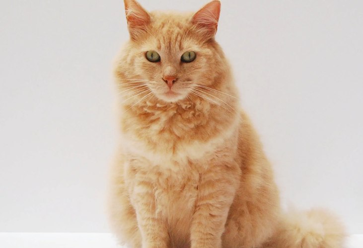 Cómo ayuda Coolcatss a los gatos indoor con sobrepeso y obesidad.