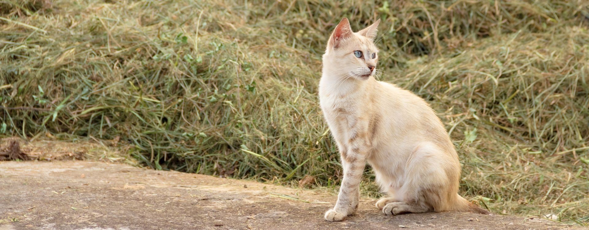 Motivos de abandono en gatos