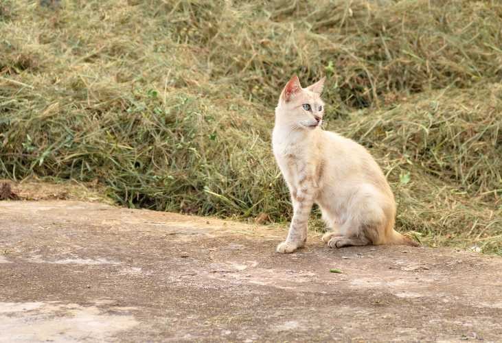 Motivos de abandono en gatos