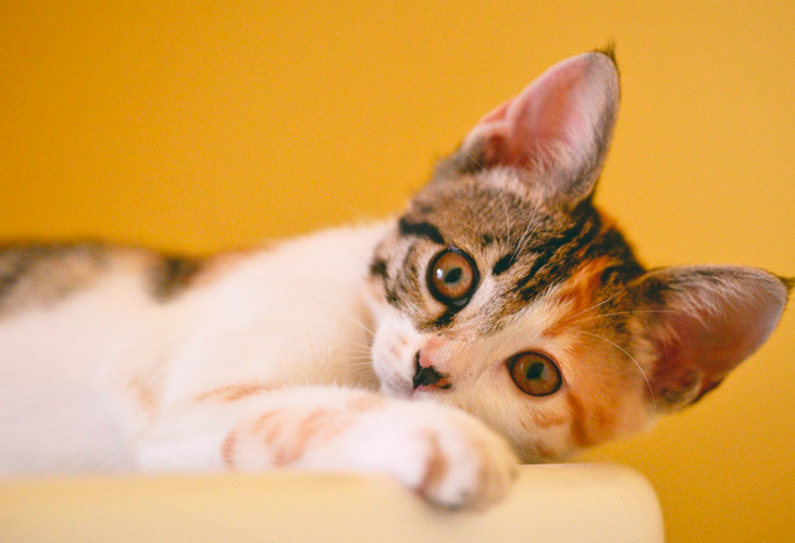 ¿Qué es el síndrome de disfunción cognitiva en gatos?