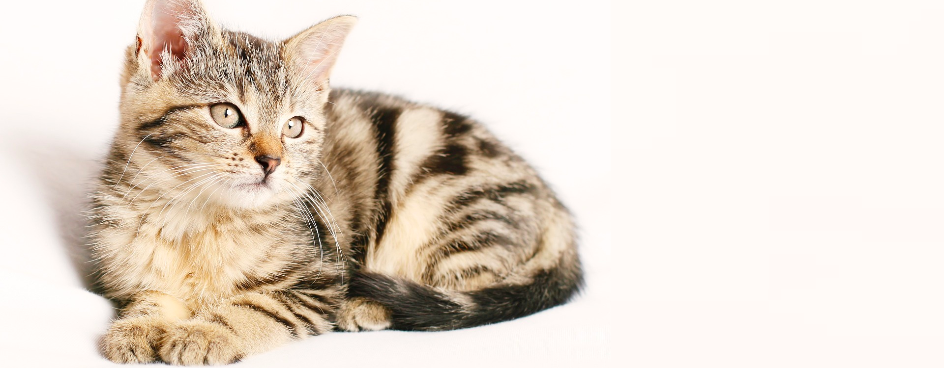 ¿Qué tipo de olores y sonidos causan estrés en los gatos?