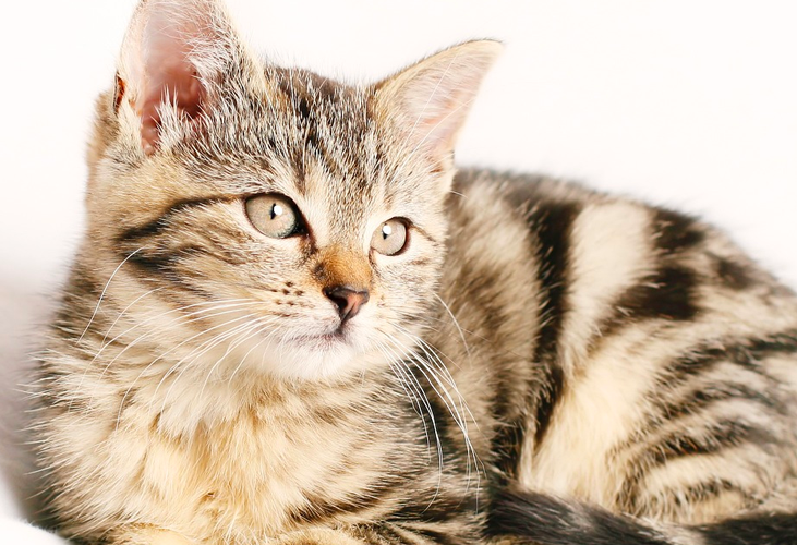 ¿Qué tipo de olores y sonidos causan estrés en los gatos?